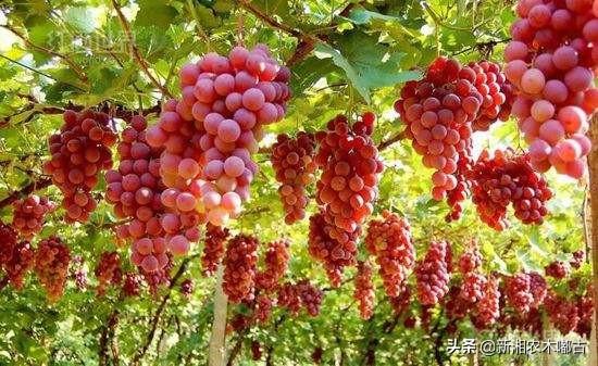 葡萄种植技术大全:葡萄的种植栽培管理技术要点有哪几点呢？