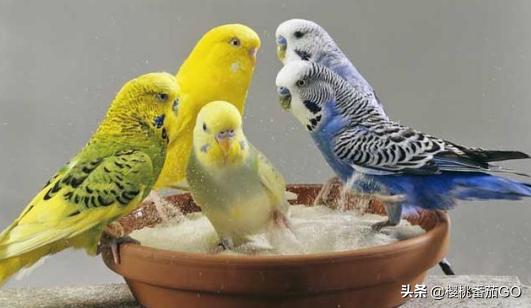 怎样养虎皮鹦鹉比较干净:怎么养鹦鹉才能让它活的更久？