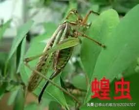 张劲夫逝世:如何评价科学家张首晟的英年早逝？