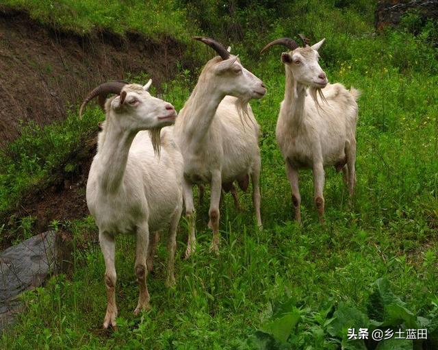 陕西出的羊奶粉那个牌子最好:陕西羊奶粉哪个品牌好？我不知道这个？