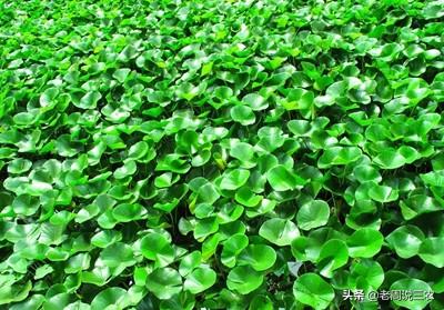 印度小竹节草漂着养:水漂苗生根的最好方法是什么？