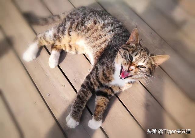 猫咪搞笑图:猫咪真的会笑吗，你有哪些视频或者图片证明？