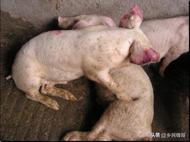 附红体病怎么检查:临产母猪附红细胞体病怎么治疗？