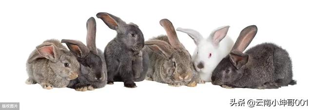 宠物兔养殖基地的兔舍常见形式:合肥有养兔的工厂，本人刚辞职准备回老家养殖。求大神们带？