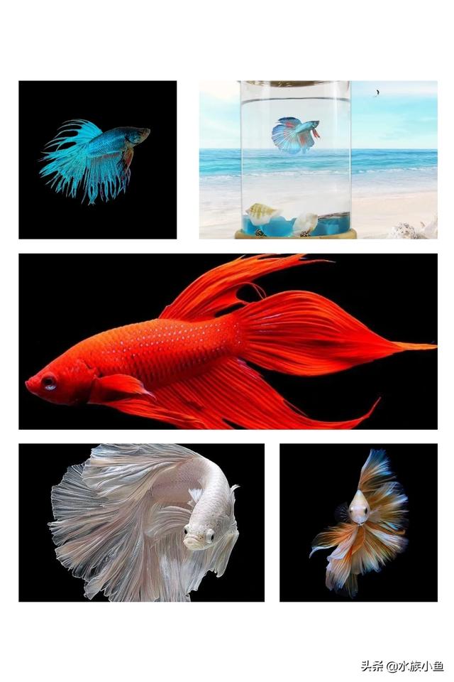 水族繁殖:哪些热带鱼是通过产籽繁衍的？