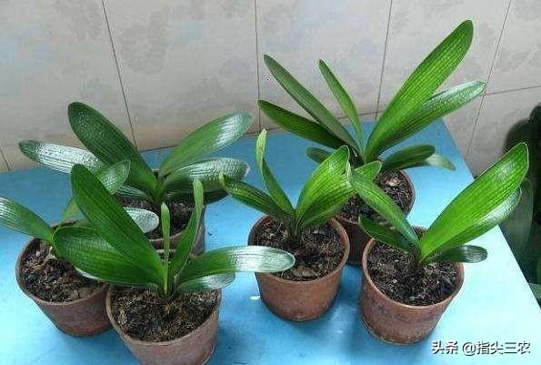 朵拉小游戏小狗种美丽鲜花:农村的俗语“花旺人不旺”有什么根据？