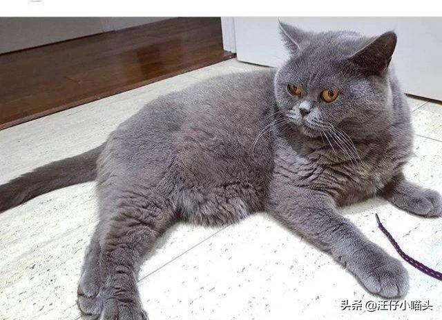 猫怀孕能吃海乐妙吗:孕期的猫可以吃猫多维吗？