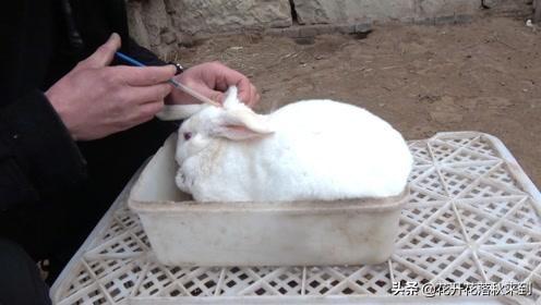 兔球虫病的症状:如何自查自己养的兔子是否患有球虫病？