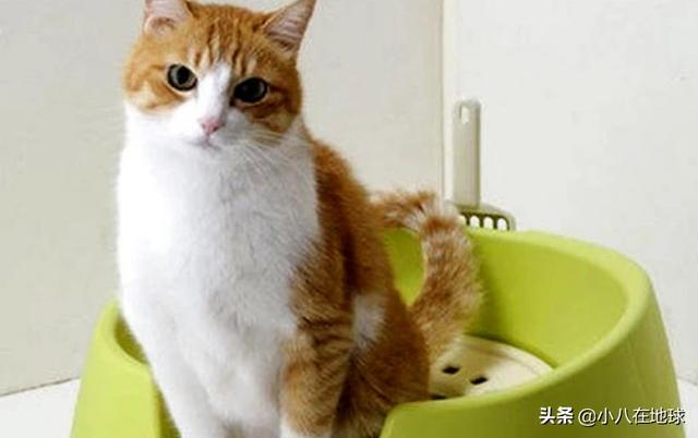 猫砂多久换一次:猫砂骚了，倒了又可惜，有什么好办法吗？