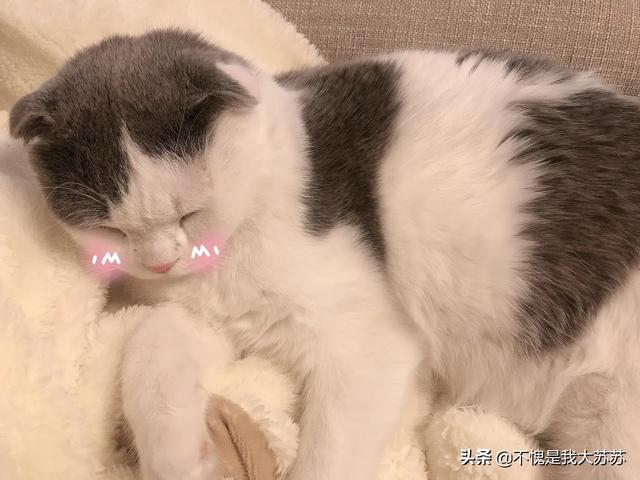求问猫更好养还是狗更好养呢？