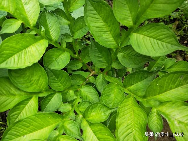 软腐病191:柑橘酸腐病严重影响贮藏品质，该如何防治？