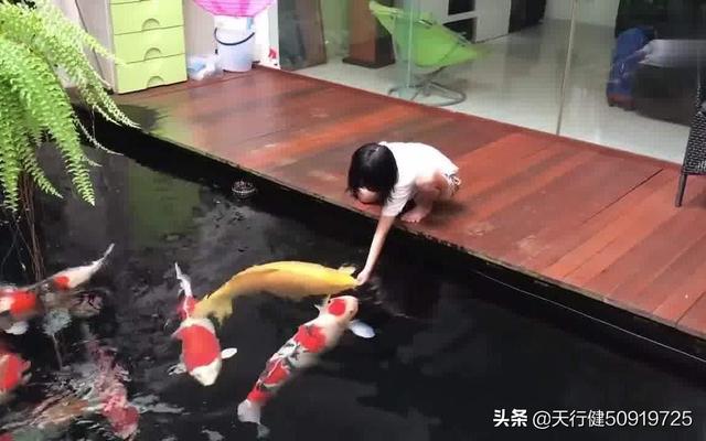 家里养鱼多久换一次水?:1.2鱼缸多久换一次水合适？要注意什么？