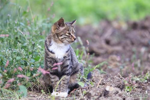 狸花猫的野性有多大？插图27