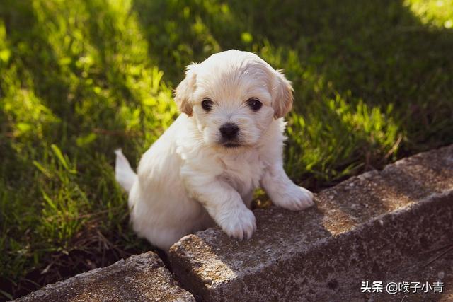 狗粮食:狗狗几个月可以吃干狗粮？