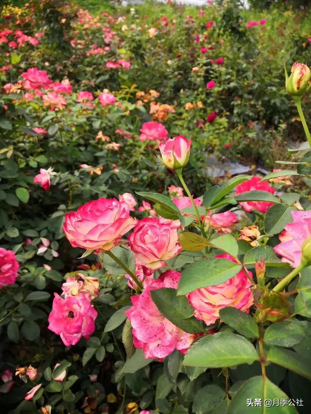 欧洲月季花品种介绍:月季花欧月品种介绍 养好欧月需要花多少时间和金钱？月季好养吗？
