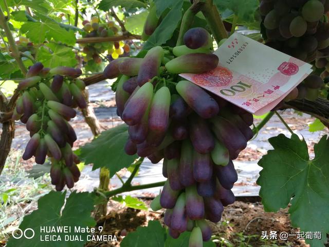 蓝宝石葡萄种植方法:全网最火的蓝宝石葡萄，真的如此神奇吗？该如何种植呢？