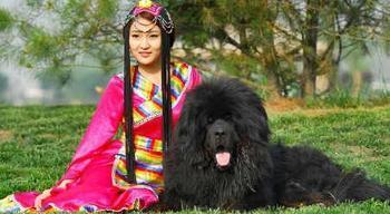 中华藏獒网:中华田园犬和藏獒哪个更聪明一些，为什么？