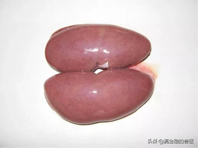 动物疫情测报终端:小猪发热死了去找人解剖说是猪瘟还有心肌炎怎么办？
