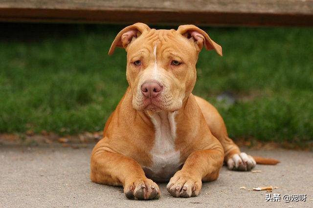 比特犬咬死藏獒的视频:我国本土有哪些狗可以打败比特犬？