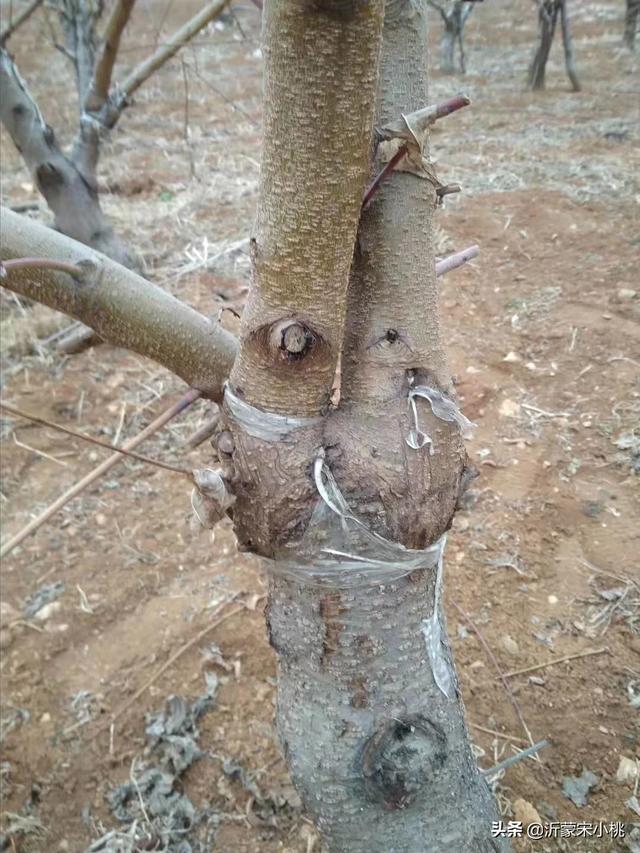 繁殖:如果说进化的终极目的是繁殖，那人类繁殖的目的是什么？