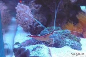 海水缸:如何简易调配海水和调节海水缸盐度？
