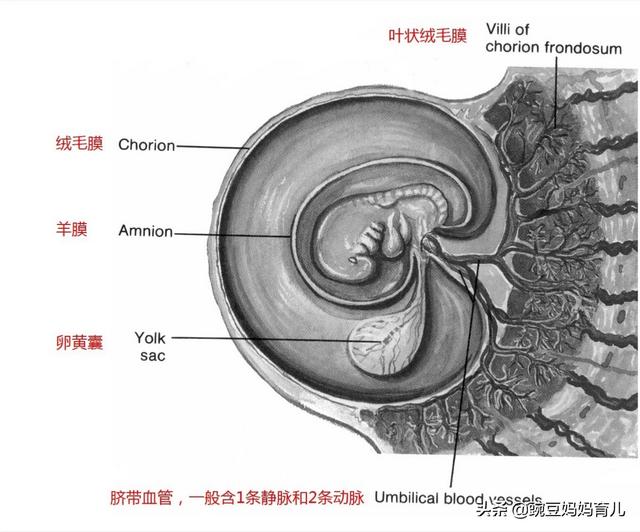 妊娠12周之前的新生命，称为“胚胎”还是“胎儿”？如何划分？