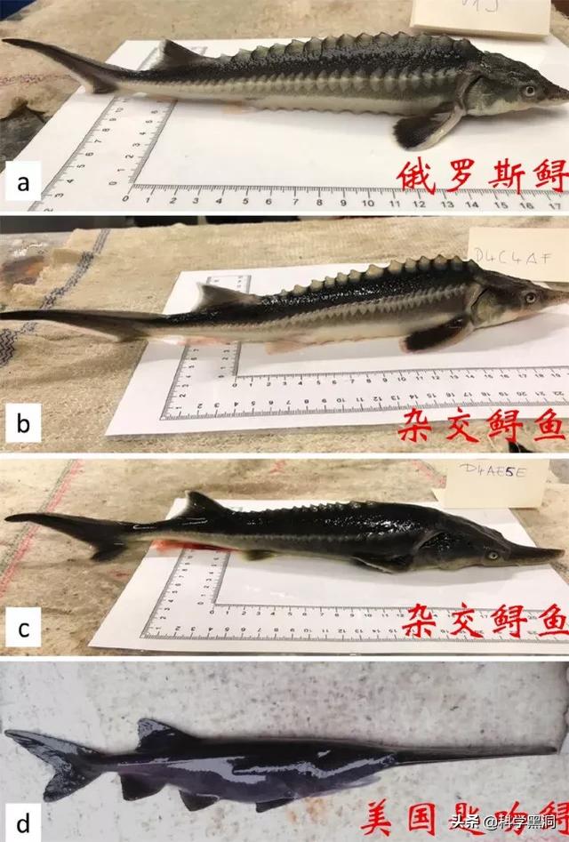 鲸豚兽感情:跨越亿年的杂交，科学家意外创造出不应该存在的生物！你怎么看？