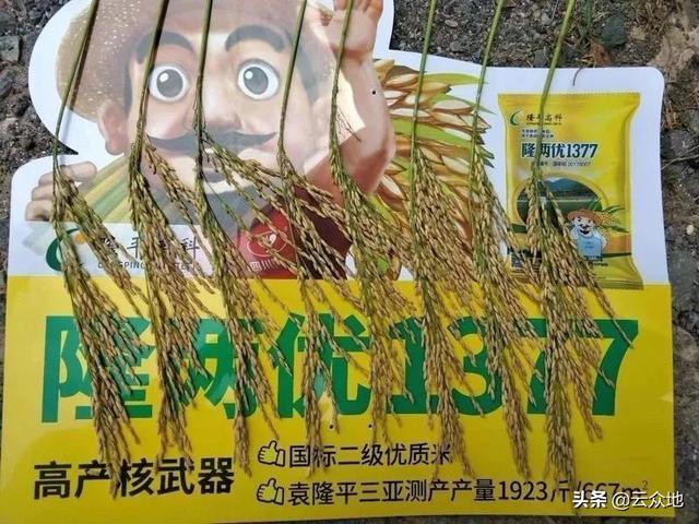 隆两优534与晶两优534哪个产量高米质优且抗性好