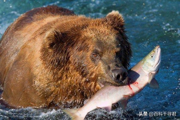 小丑熊和绿巨熊哪个好，北美棕熊和北极熊哪个体型大、战斗力强？