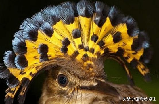 黑冠山雀科:必胜鸟是一种什么样存在，为什么连老鹰都害怕？
