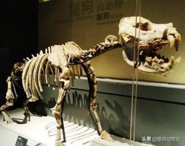 东北虎的资料卡片:东北虎可以打败史前的巨鬣狗吗？
