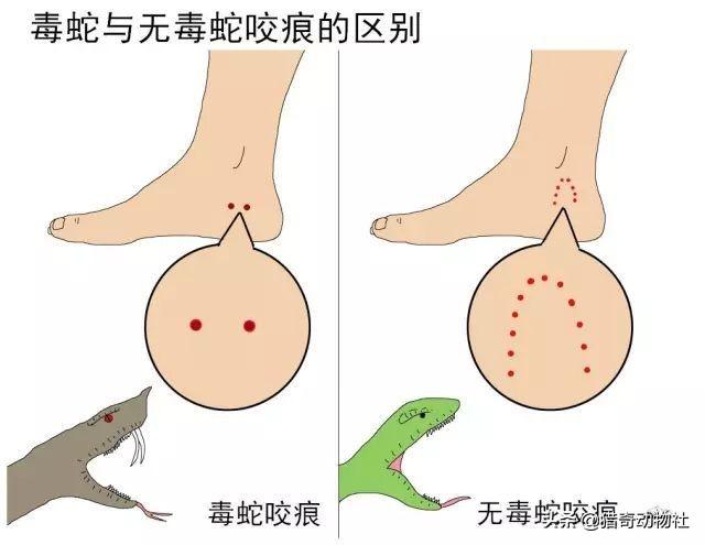 恐怖1秒吓死人 吓人，中学男厕发现圆斑蝰蛇！男生尿到一半被吓跑，圆斑蝰蛇有多恐怖