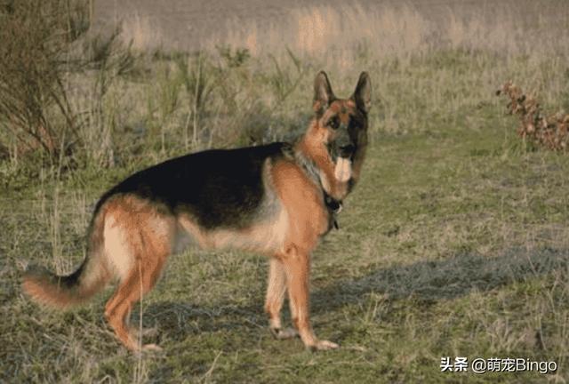 狗耳朵:狗狗的耳朵需要定期清理吗，该怎样清理？