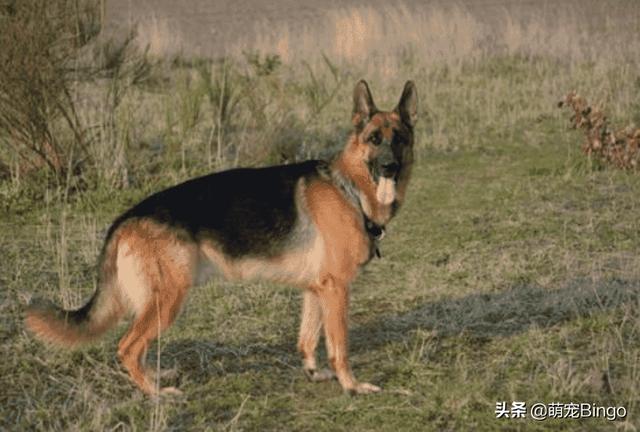 狗耳朵:猎犬的胆量跟耳朵的厚薄有关系吗？