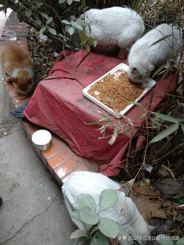 萨凡纳猫萌宠成长记:#萌星人成长记#宠物生病可以吃人类的药吗？
