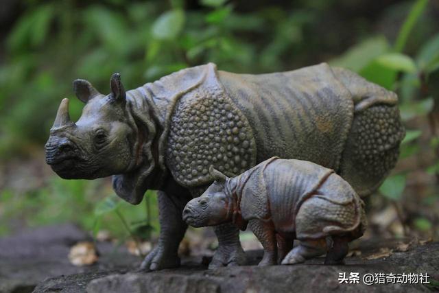 河马和湾鳄谁厉害:河马和湾鳄谁厉害专家分析 世界上最强的动物是河马吗？
