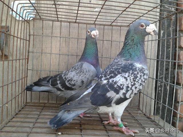 赛鸽打完疫苗几天可以洗澡:鸽子打疫苗前后适合使用活菌吗？