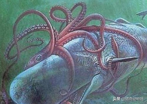鲨鱼吃抹香鲸的图片:抹香鲸和鲨鱼打斗的图片 抹香鲸为什么喜欢对付大王乌贼？