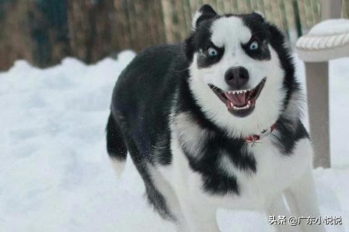 爱斯基摩雪橇犬在南极生活:爱斯基摩生活在南极还是北极 如果把1000只哈士奇放到南极洲去，能生存下来吗？