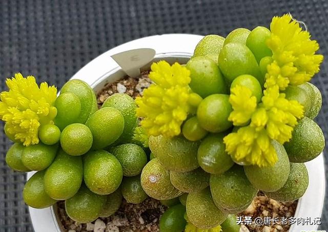 薄雪万年草:薄雪万年草怎么养 多肉黄金草水浇多了怎么补救？