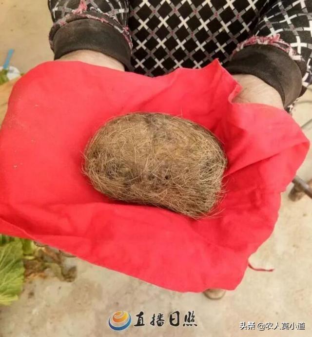猪砂图片:猪砂的价格 这是什么？有什么作用？有价值吗？