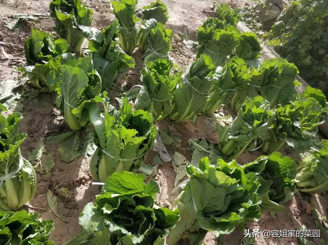 近期白天大约14度 晚上大约4度 大白菜还能长吗 头条问答