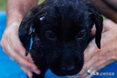 拉不拉多犬幼犬:拉布拉多幼犬吃什么，能吃肉吗？ 拉布拉多犬幼犬