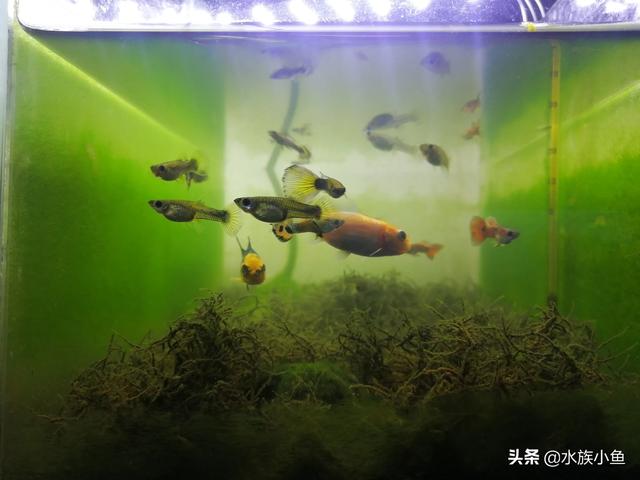 养红鱼图片大全:红鱼图片大全 家里鱼缸里养的红鱼，为什么会全身变黑了，都养了一年了？