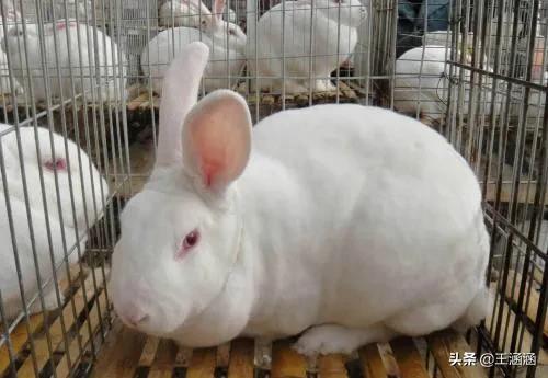 中国常见兔子种类:我想养殖兔子，不知四川适合养殖兔子哪种？从哪里引进种兔？