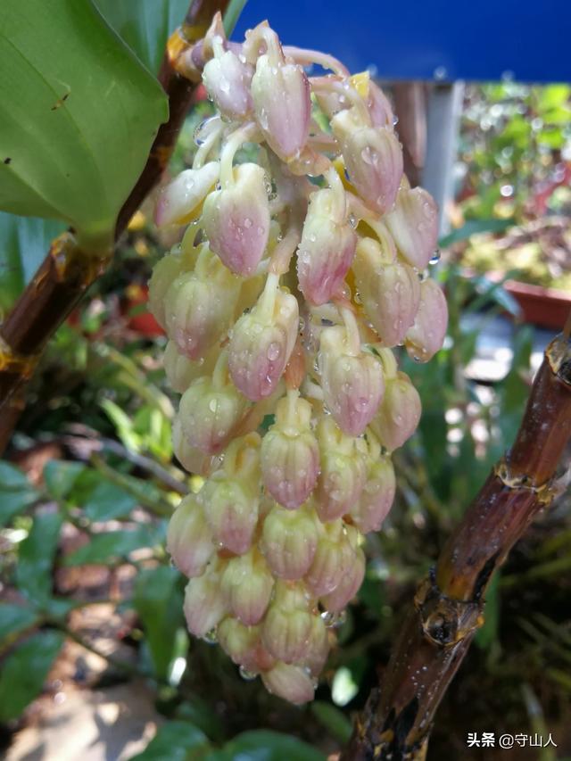 石斛图片,石斛的种类包括哪些？作用各有何不同？