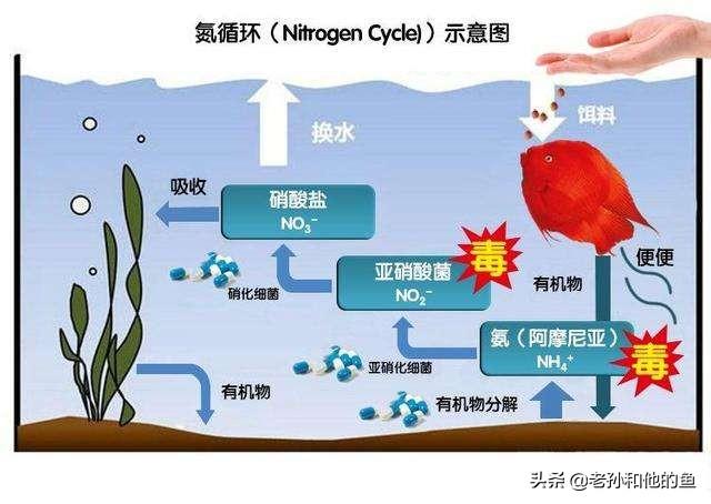 养鱼技巧:养鱼先养水，怎么才能养好水呢？