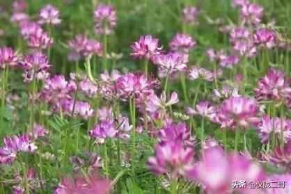 紫花苜蓿草保护价:紫花苜蓿草种植时间 羊吃了苜蓿草肚子发胀是什么原因？