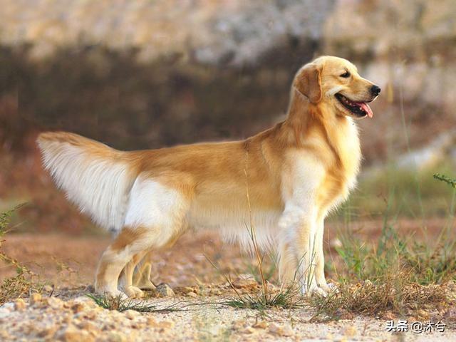 金毛狗一般能活多久:金毛犬寿命和年龄的鉴别要点？