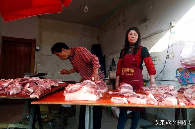 茶杯猪图片欣赏:猪肉还能降到以前的13元1斤吗？